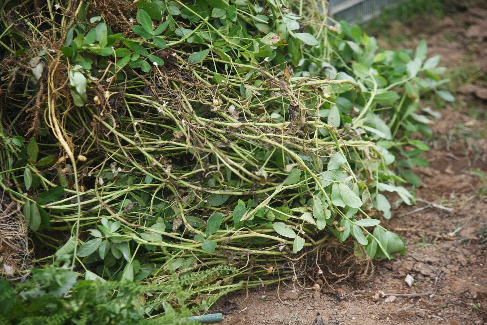 花生为什么离不开硼肥？花生施用硼肥需注意事项