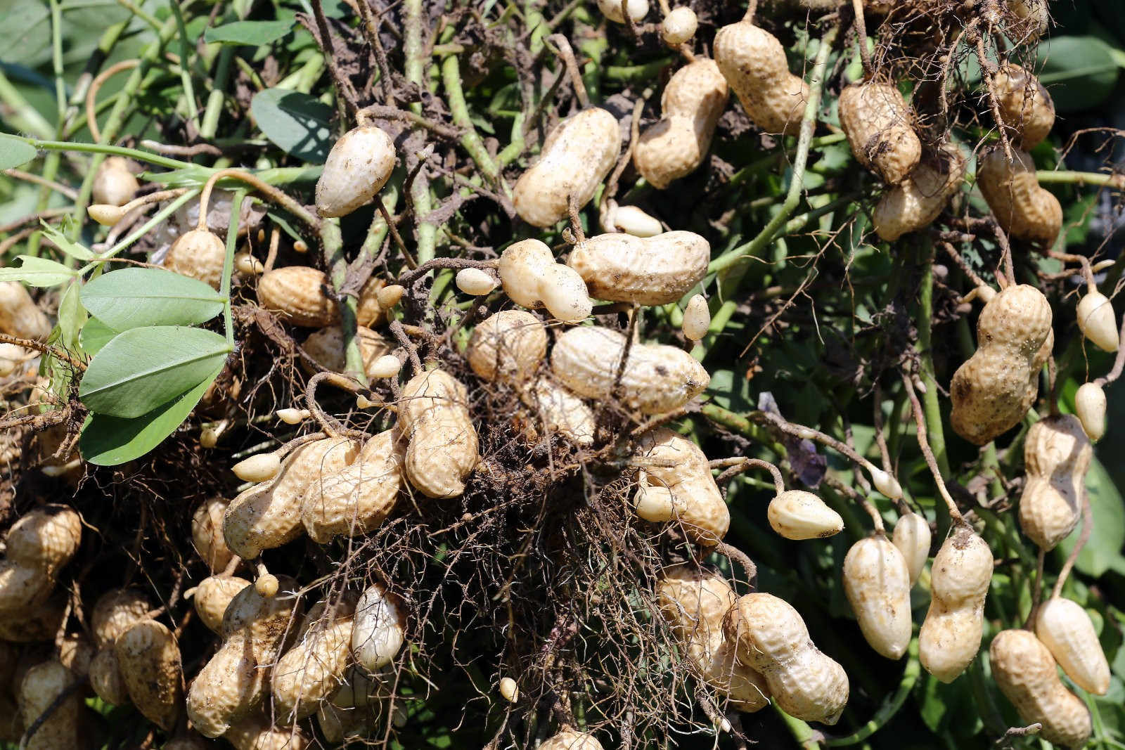 播种希望的田野：花生种植全解析