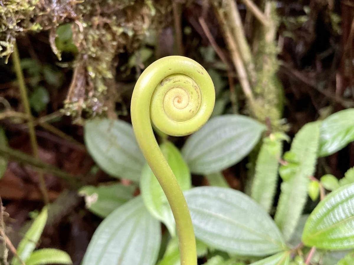 蕨菜的种植与管理：一门古老而现代的艺术