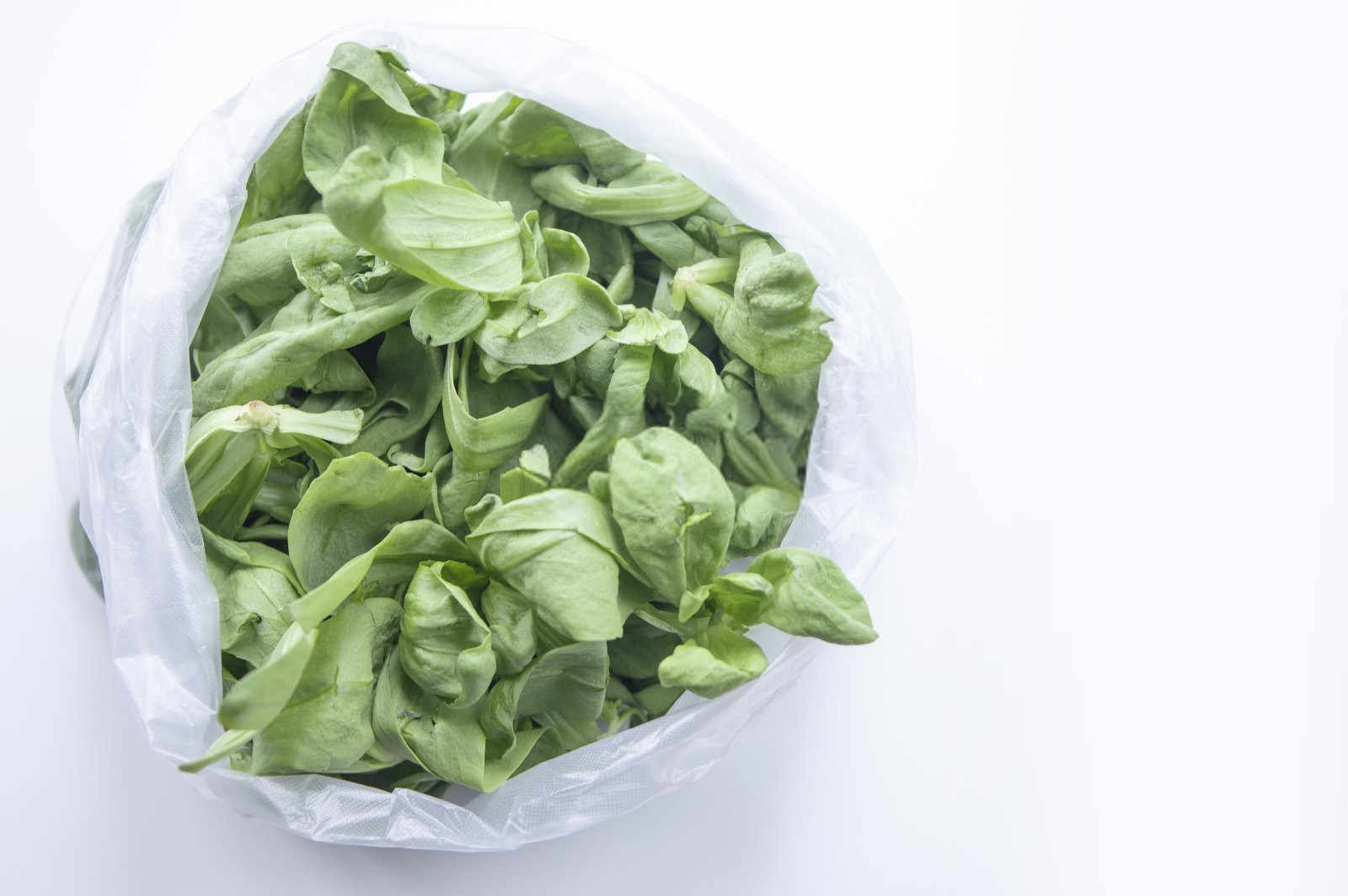 有机水溶肥批发鸡毛菜