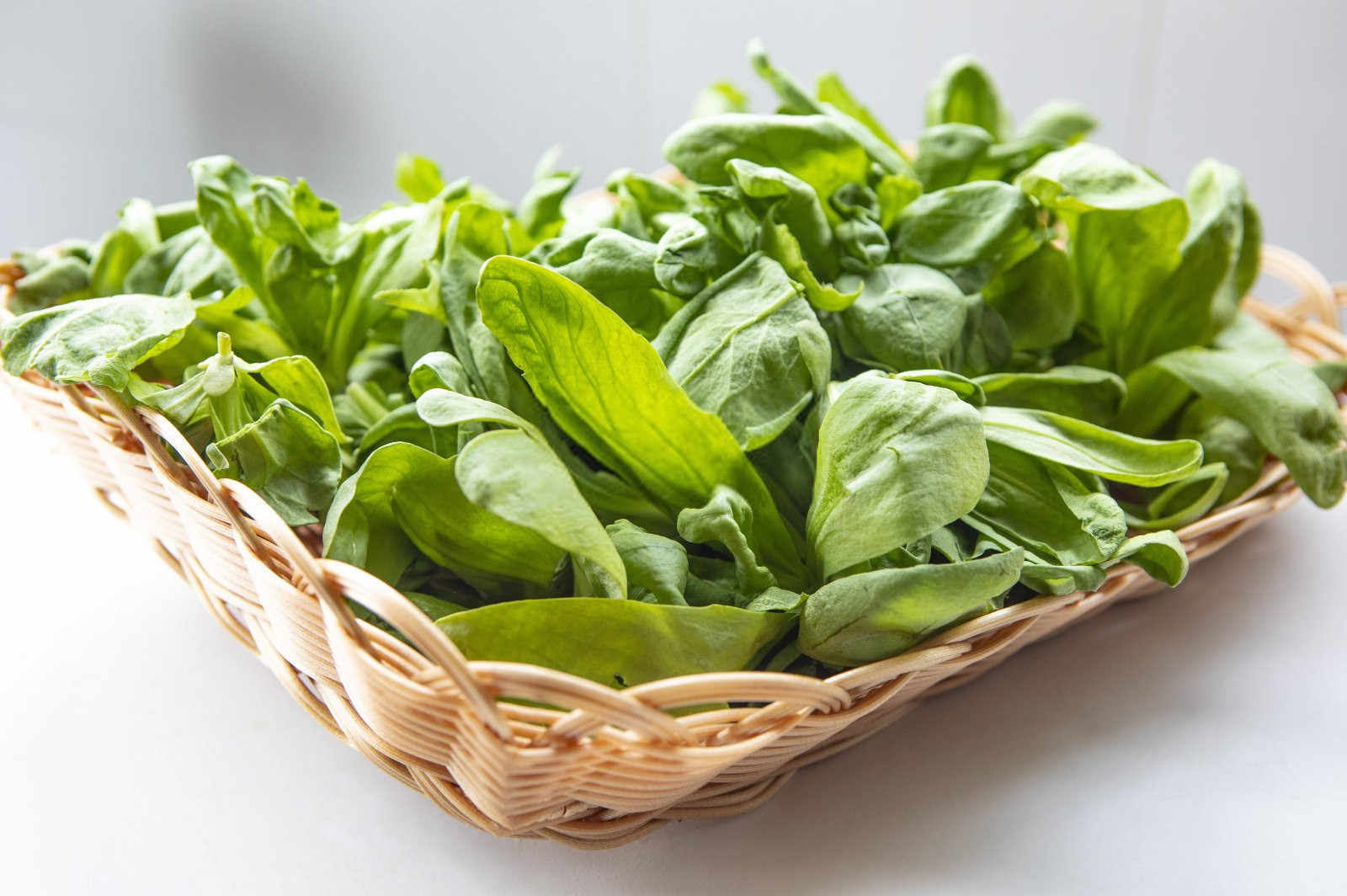 烟台氮磷肥的作用及功能是什么鸡毛菜？