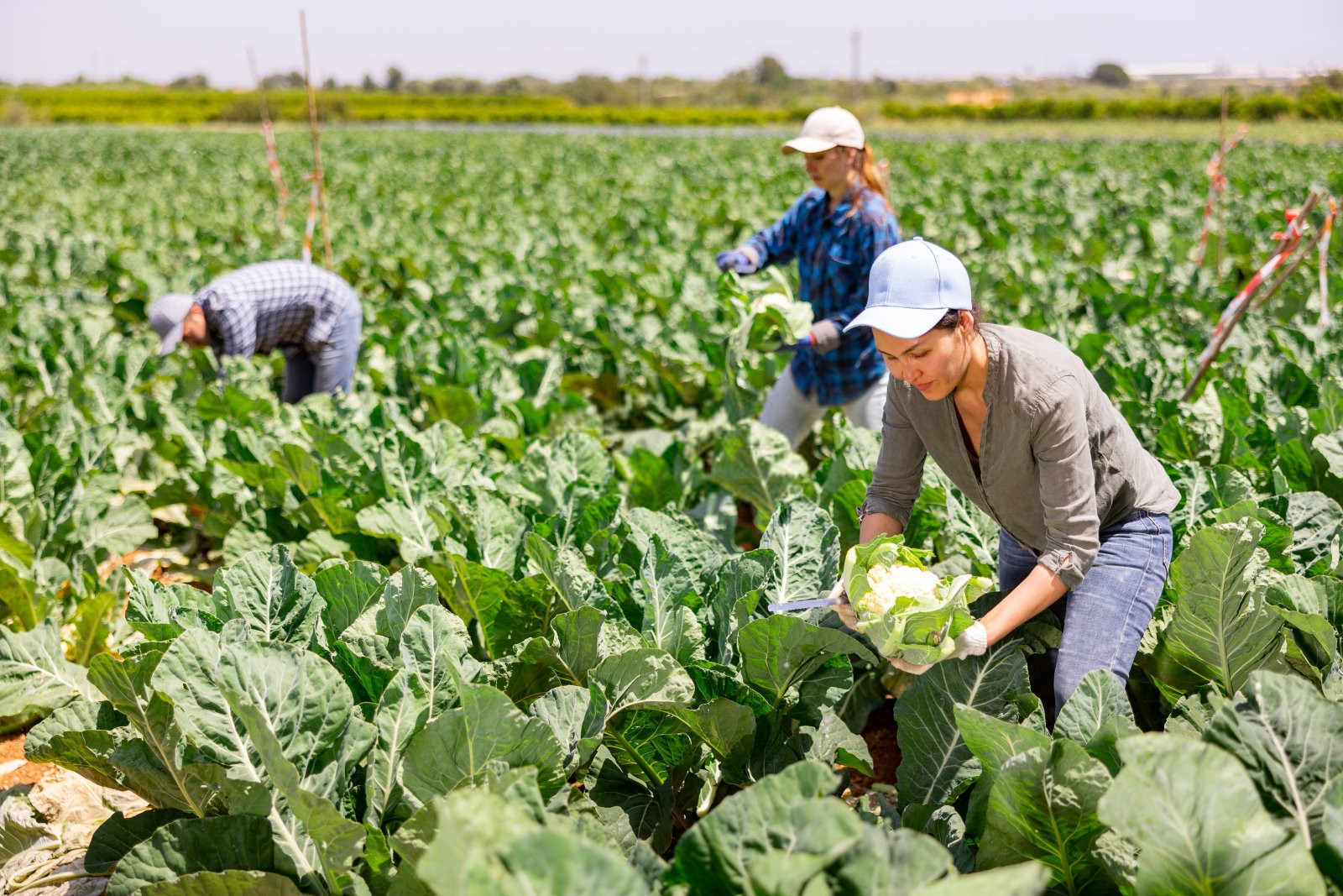 花椰菜花球成粉红色是什么原因？