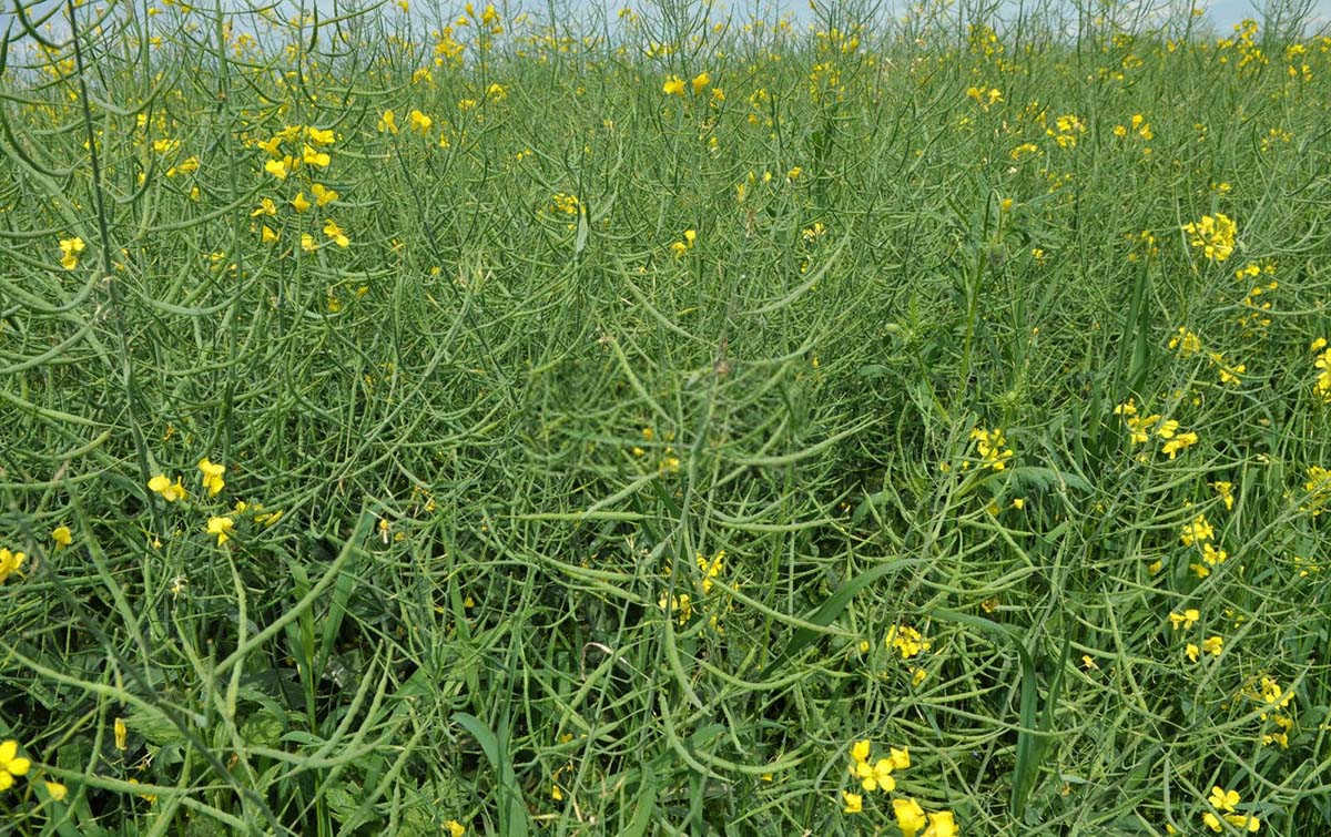 冬油菜关键时期蚜虫防治的策略与实践