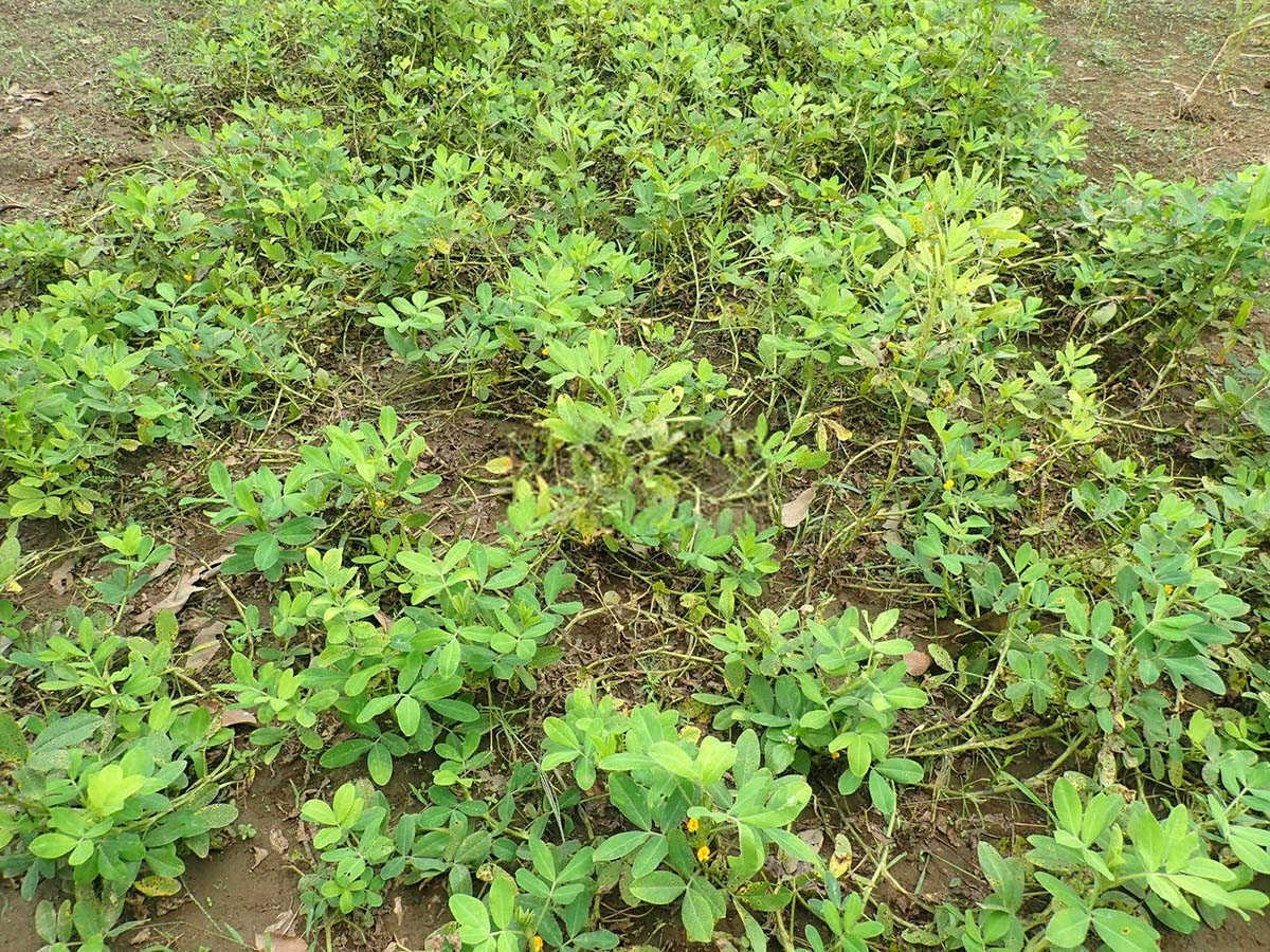 警惕！种植花生时过量使用农药多效唑的潜在风险？