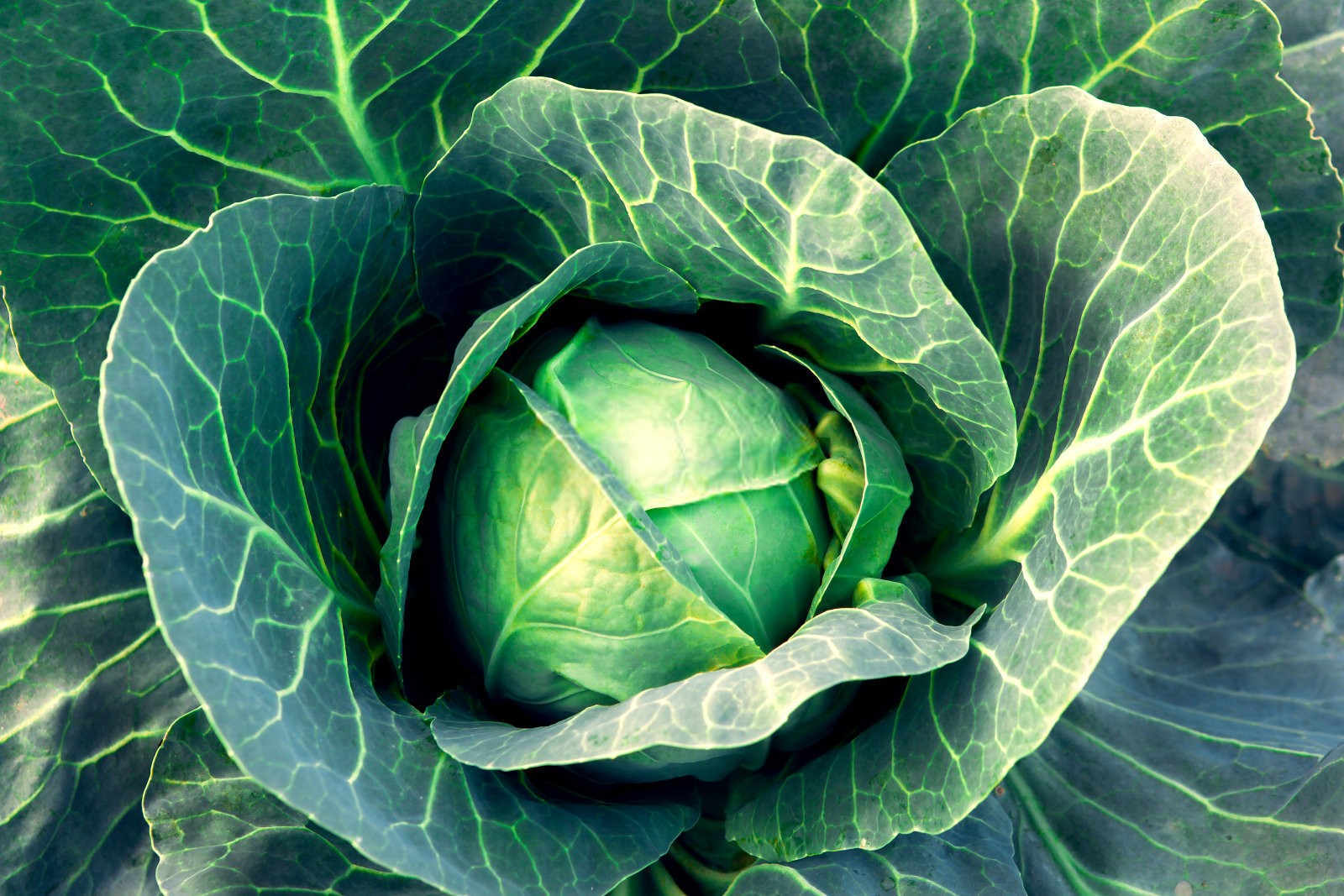 甘蓝不结球是什么原因？