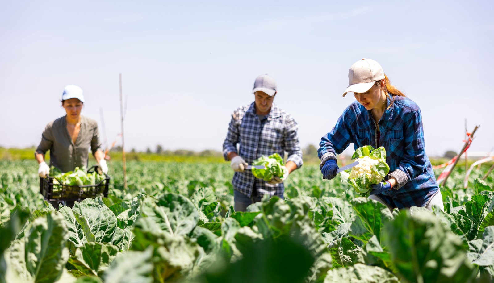 菜花花蕾异常的原因分析及预防意见建议