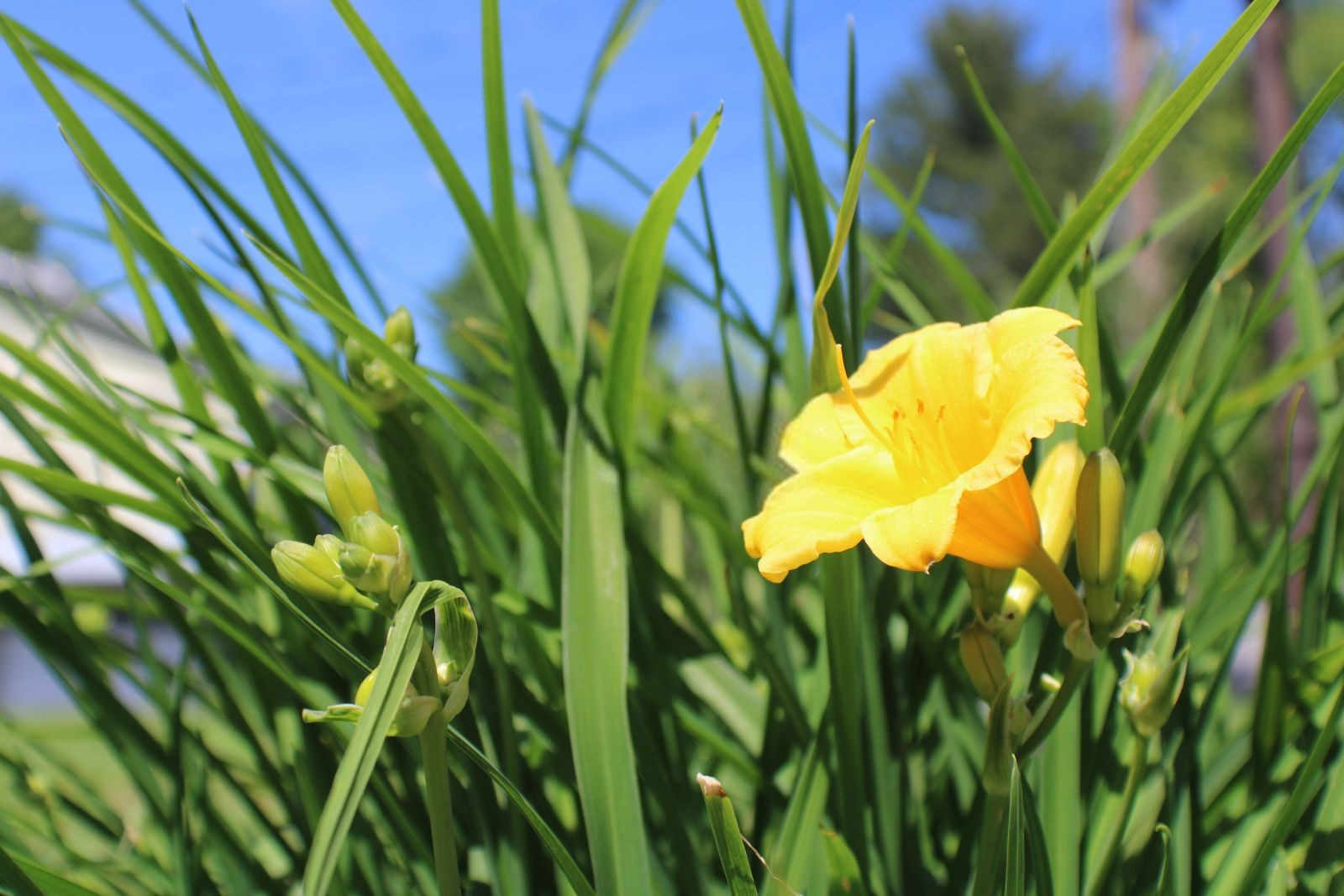 2025微生物菌肥亩用量是多少黄花菜？