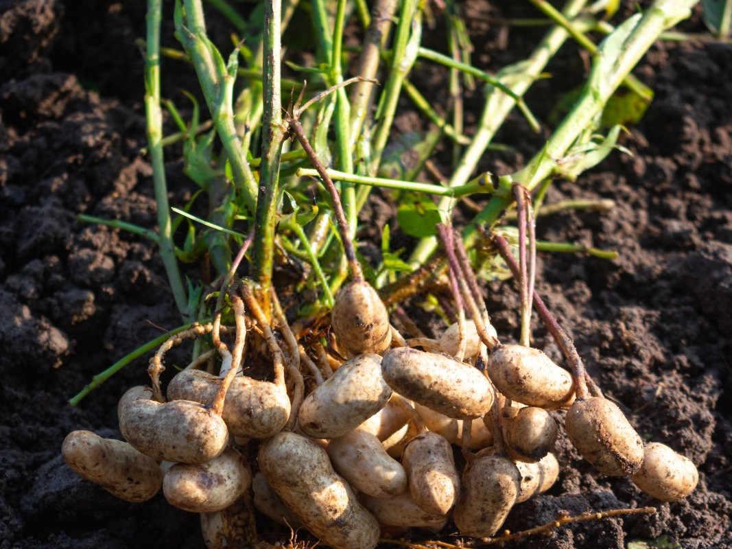 掌握黄金时机：全面解析花生的种植时间与方法？