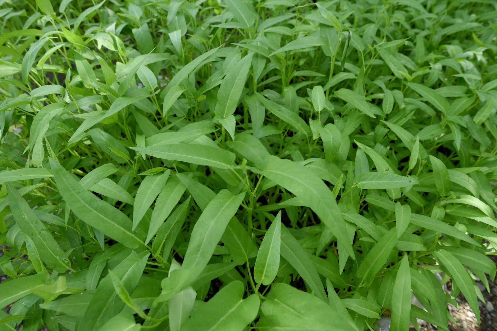 春空心菜的温室种植指南