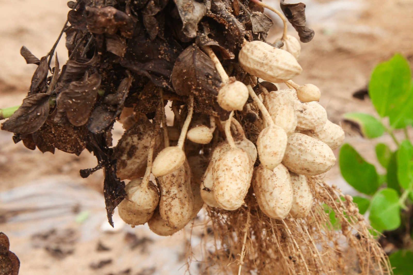 芸苔素内酯在花生怎么用的？