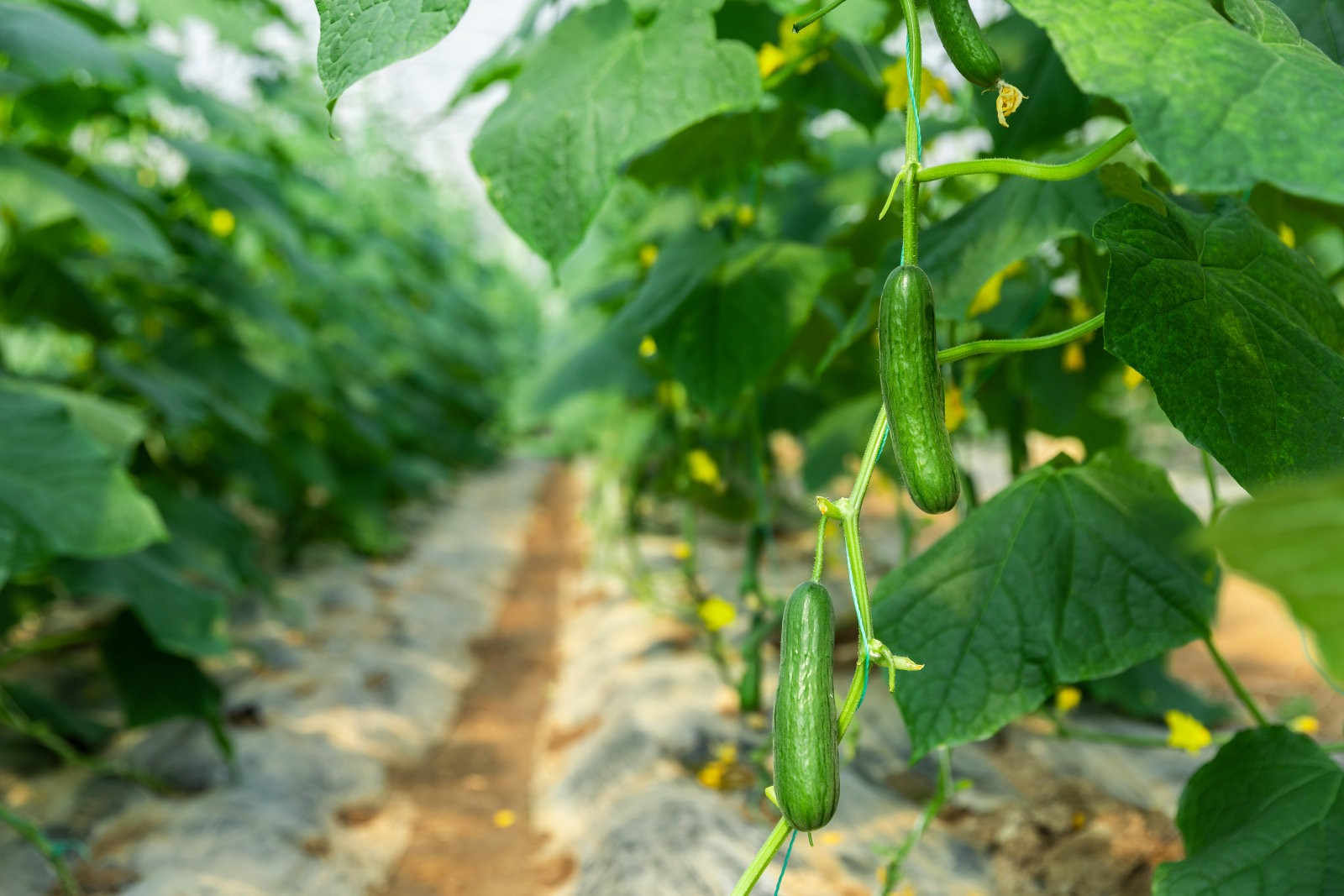 夏日守护：有效防治黄瓜细菌性角斑病的策略