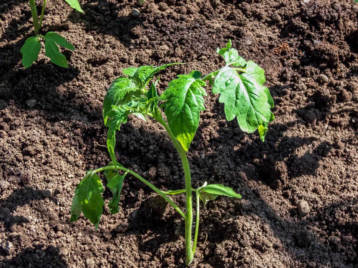 战胜番茄疫霉根腐病：科学用药策略详解