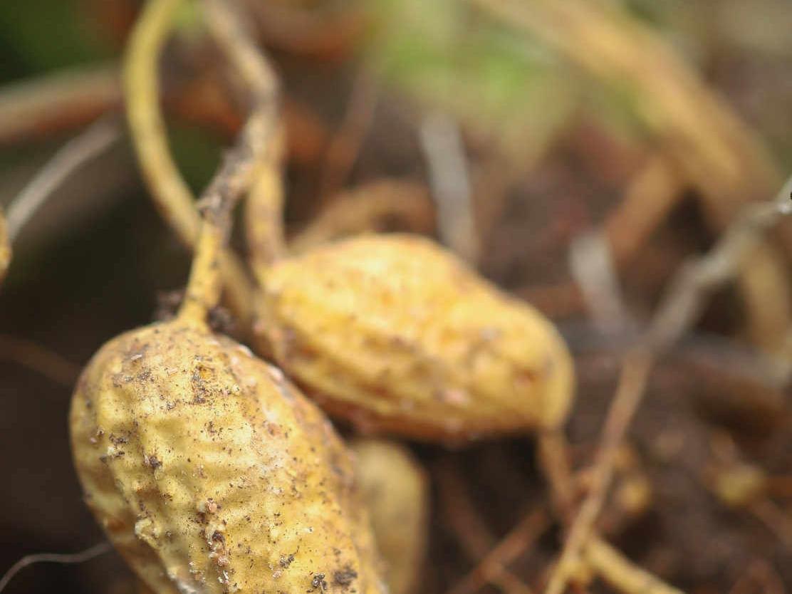 攀枝花生物肥料的具体种类有几种桔子？