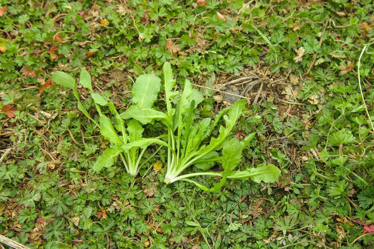 种植荠菜的方法和时间？