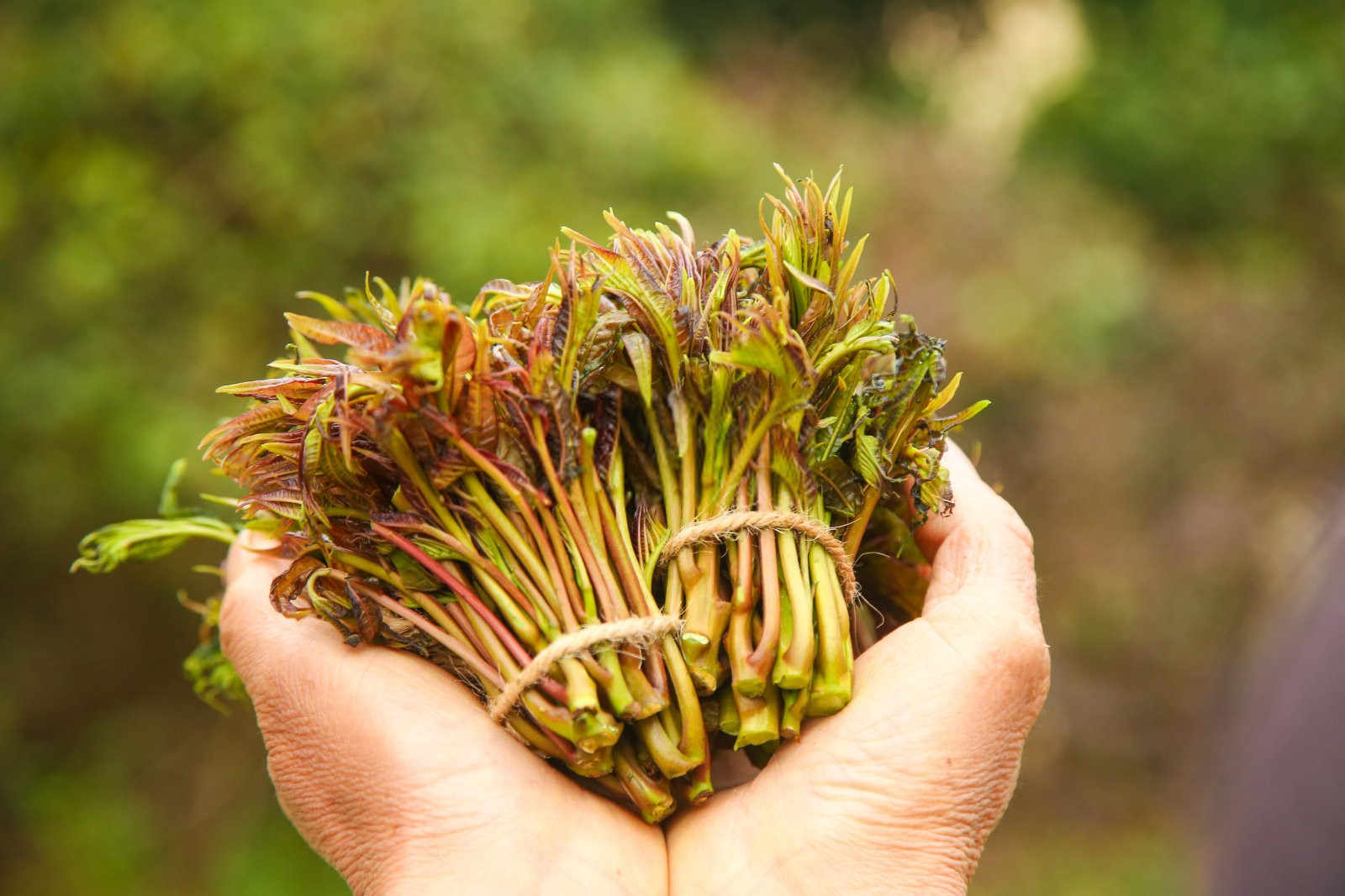 香椿种植科学管理