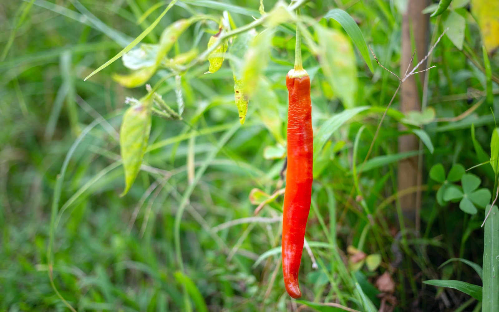 辣椒的守护者：高效防治蚜虫的策略