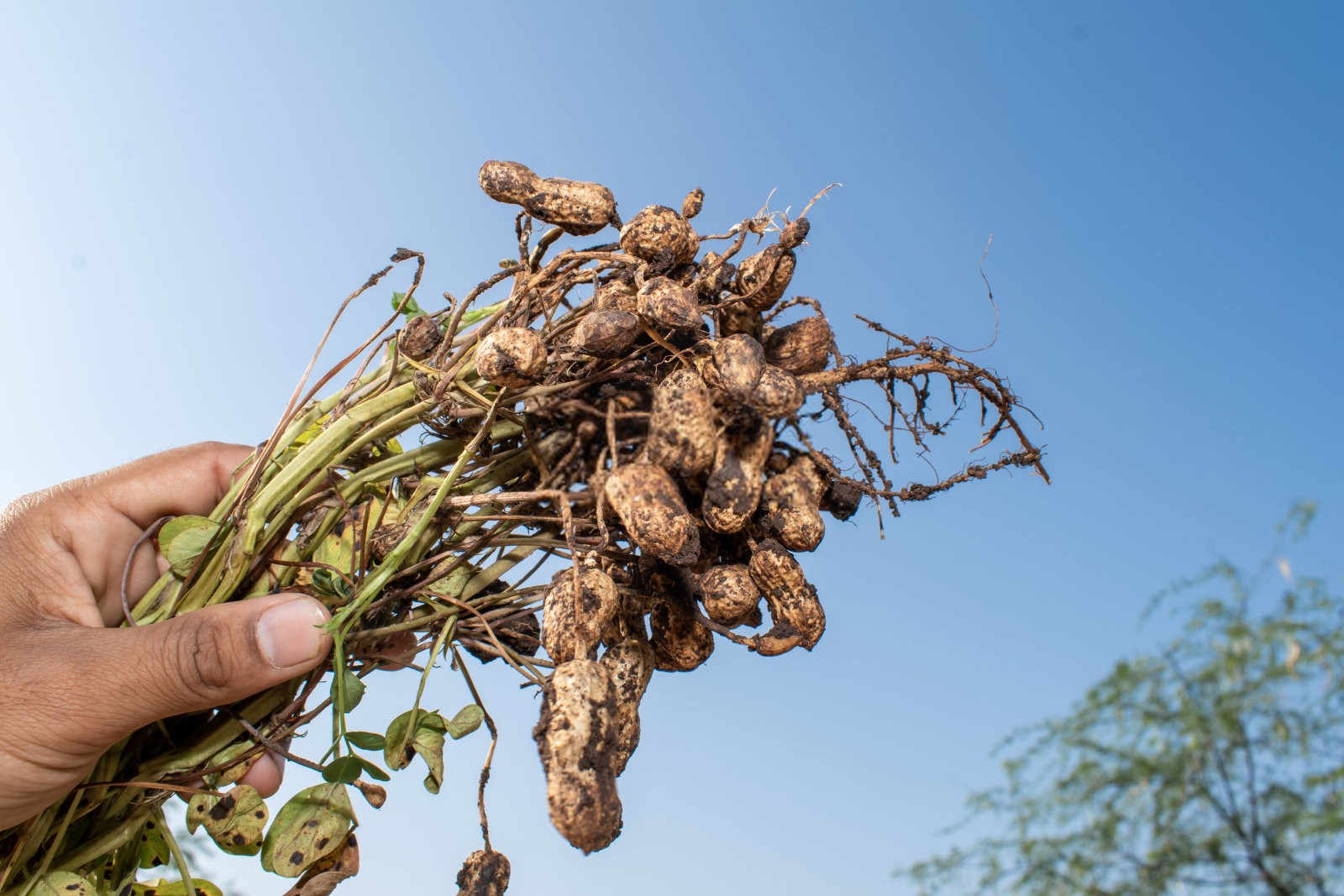 黑花生高产种植技术揭秘：提升产量的关键策略