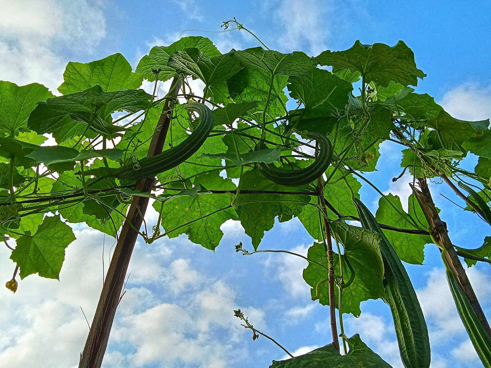 夏季丝瓜种植的六大黄金要点