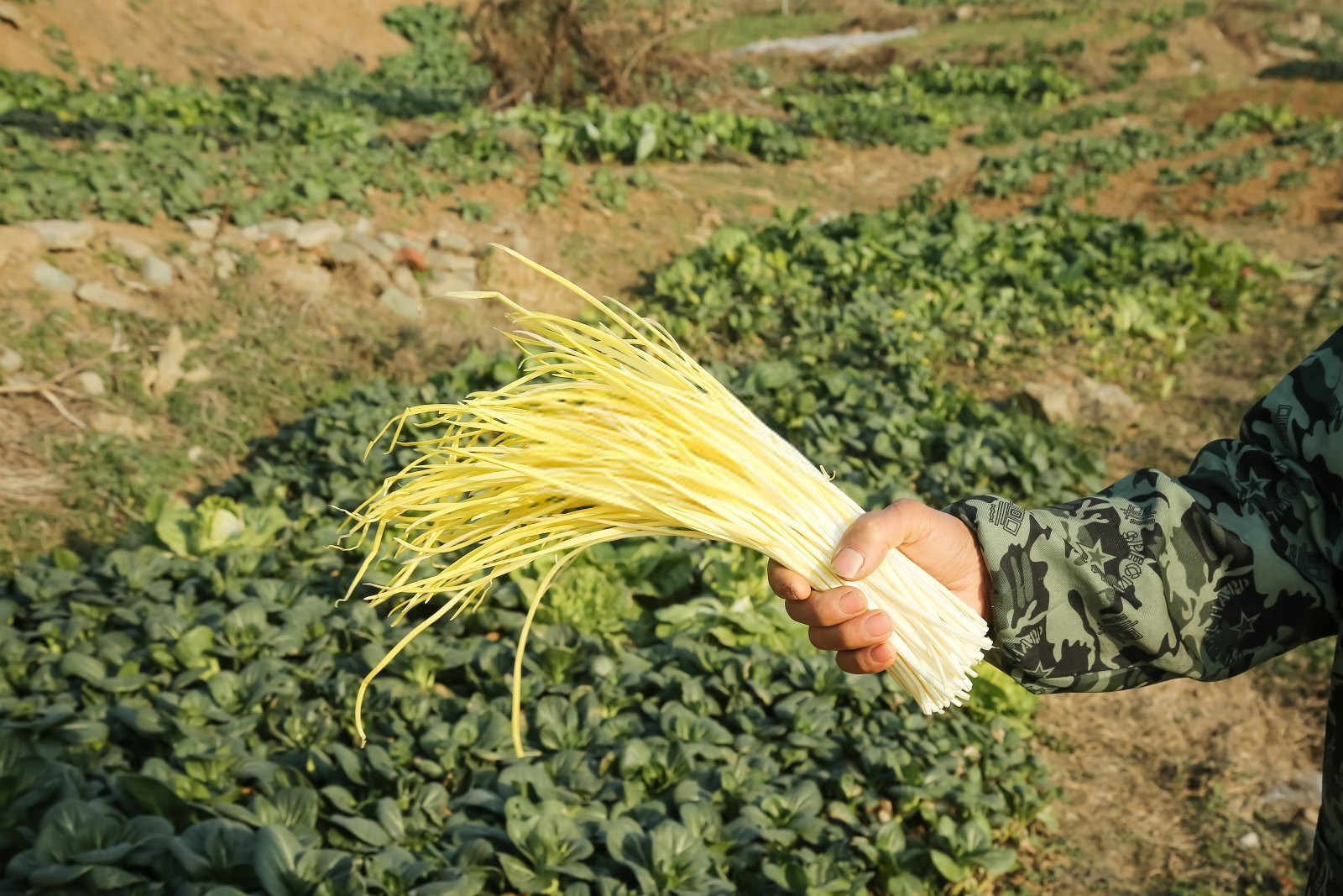 巩义韭黄种玉米氮磷钾肥含量为多少？