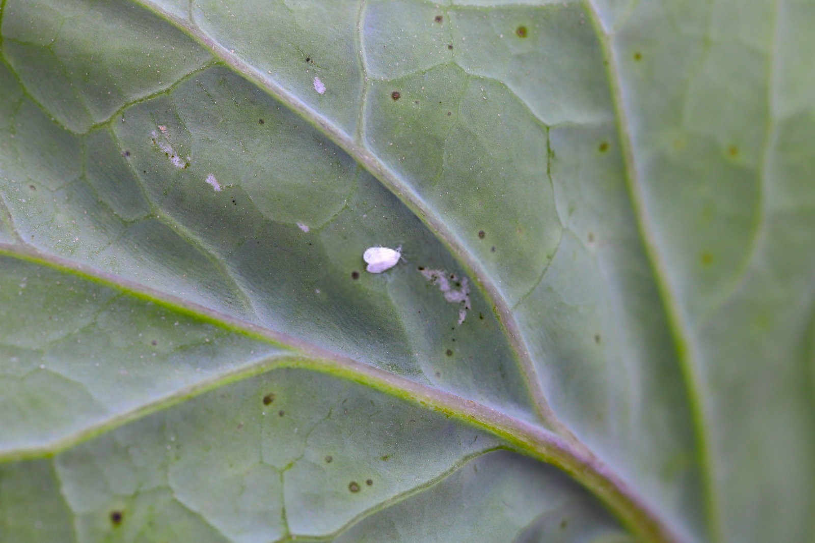 越冬油菜防冻四要点