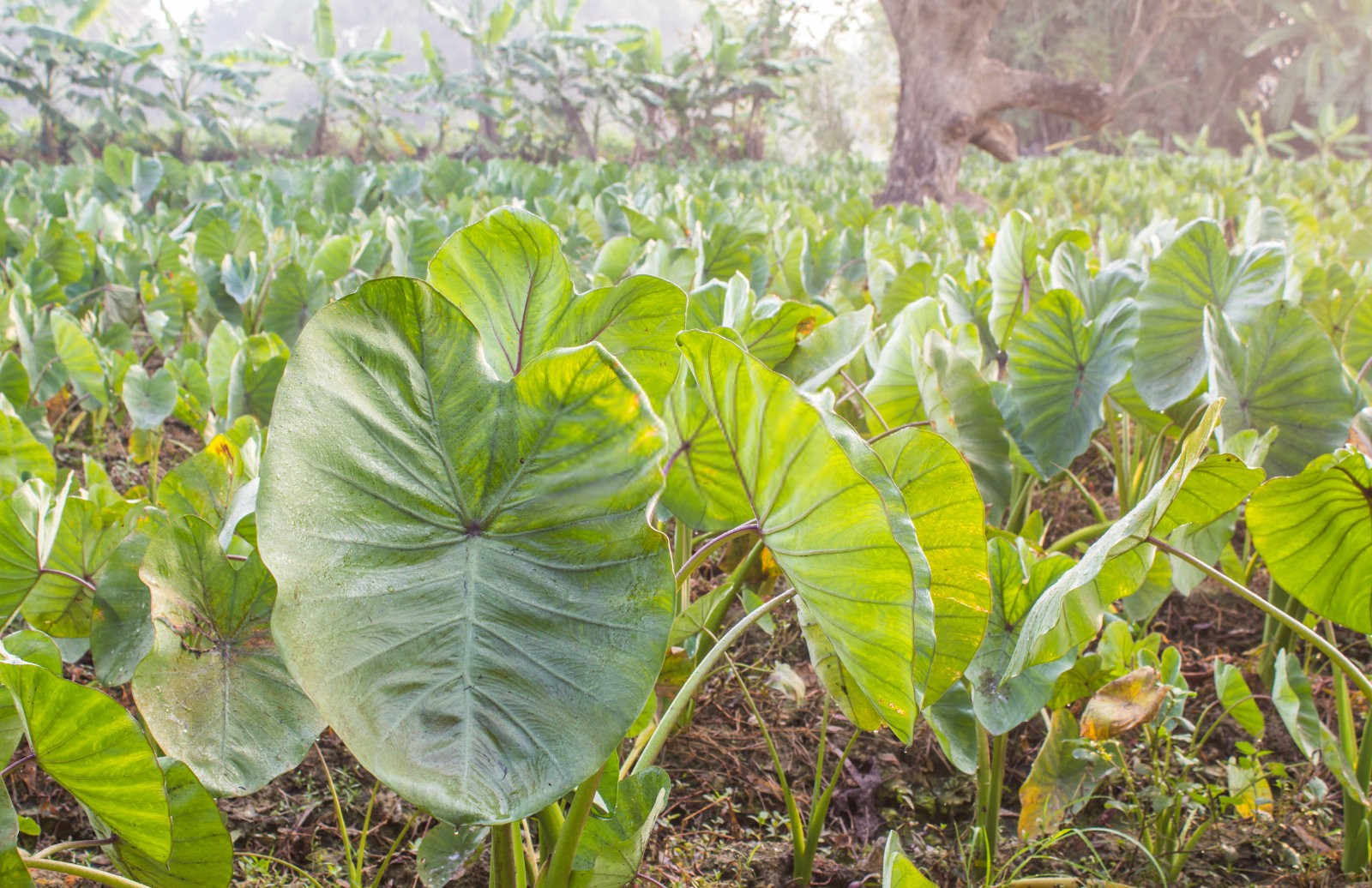 2025高钙高钾水溶肥芋头专用大安
