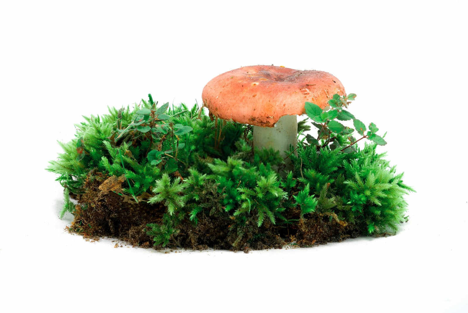2025蘑菇生物有机肥的优点有哪些方面？
