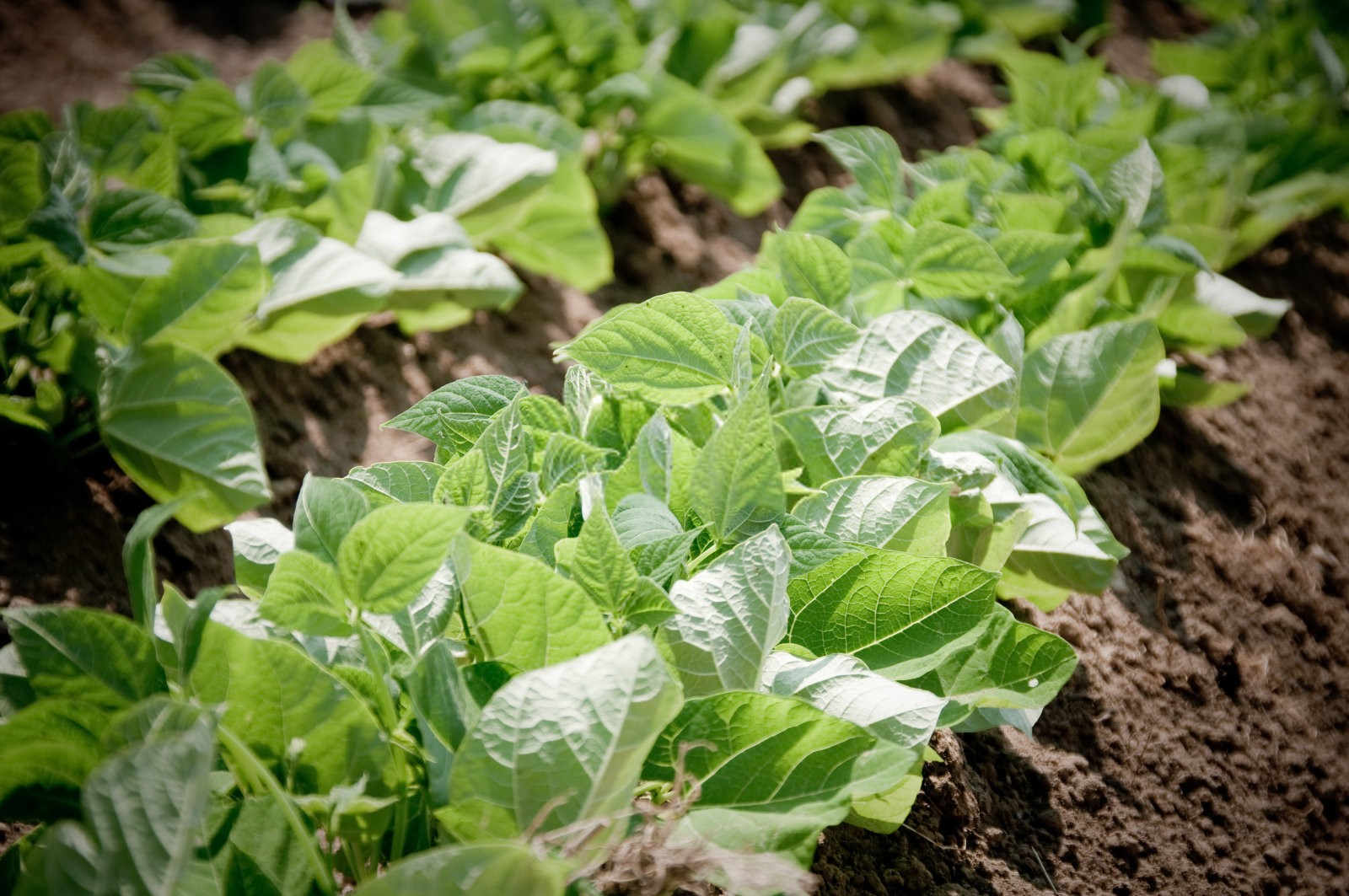 四季豆的种植指南：从播种到收获的详细步骤
