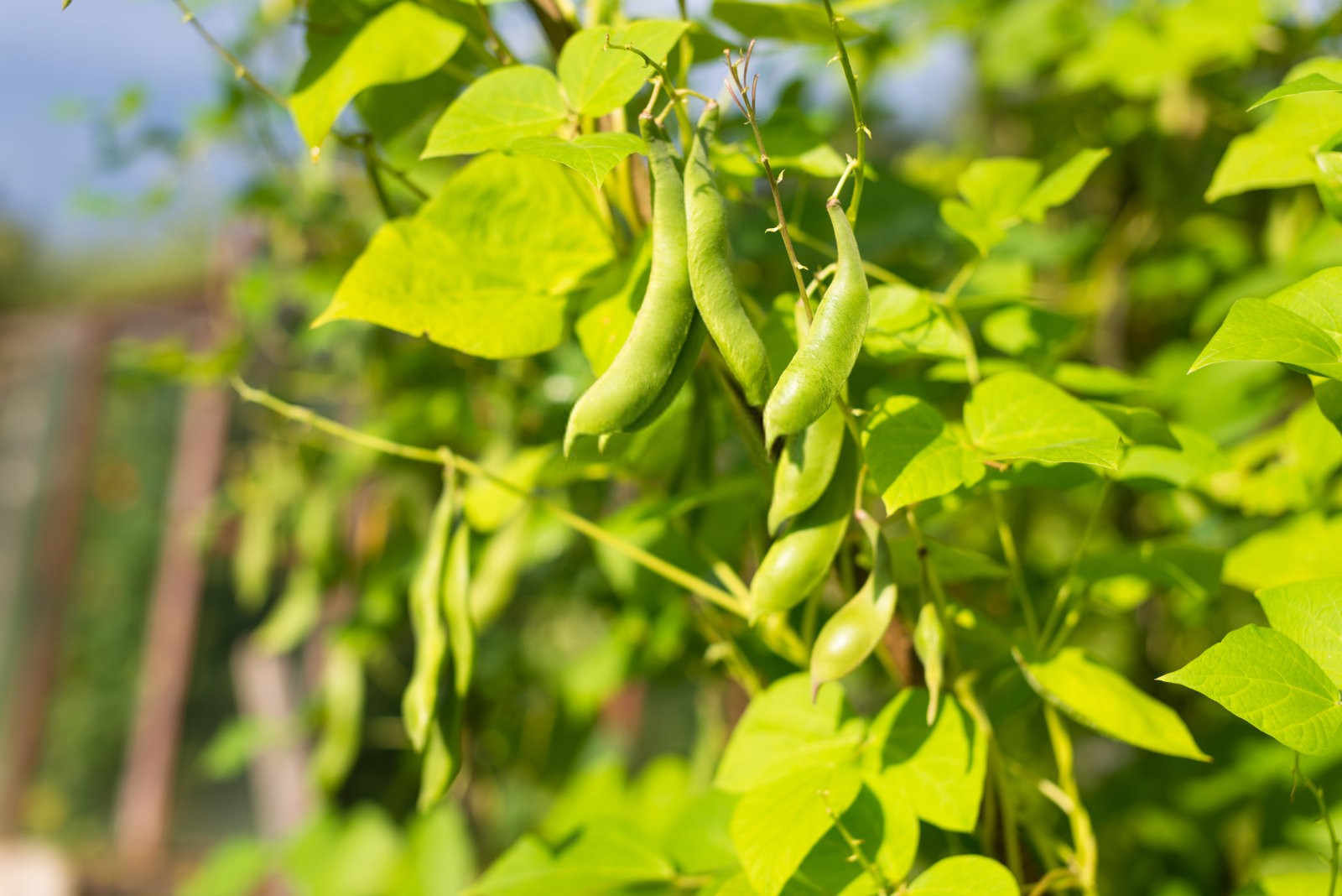 菜豆微生物菌肥颗粒的作用及功效2025