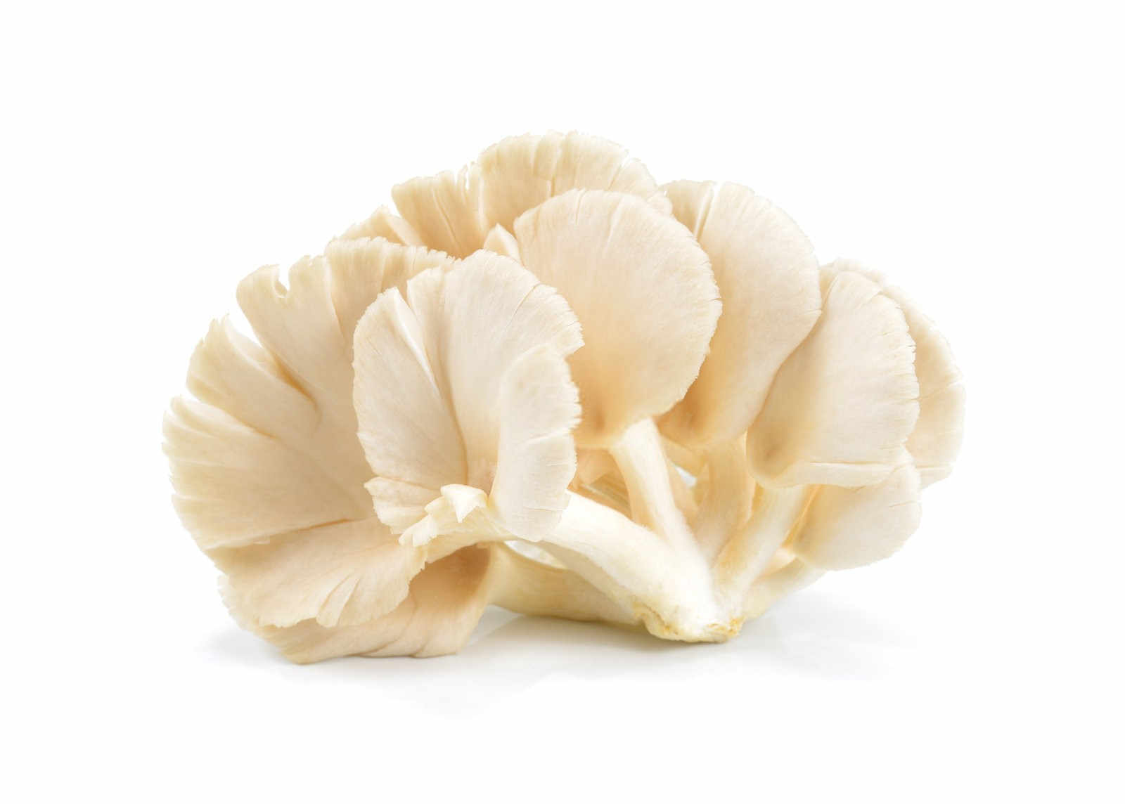 秀珍菇水溶肥是有机肥吗为什么不能使用宜宾？