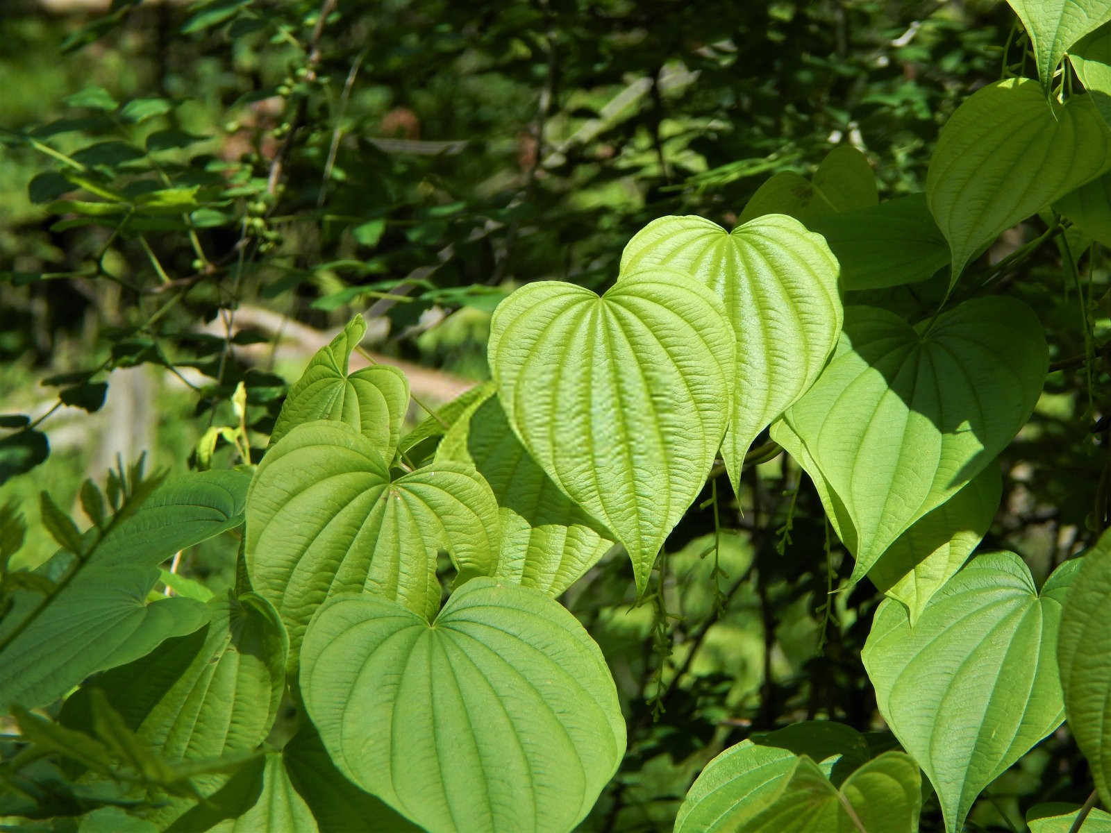 山药贮藏保鲜关键技术？