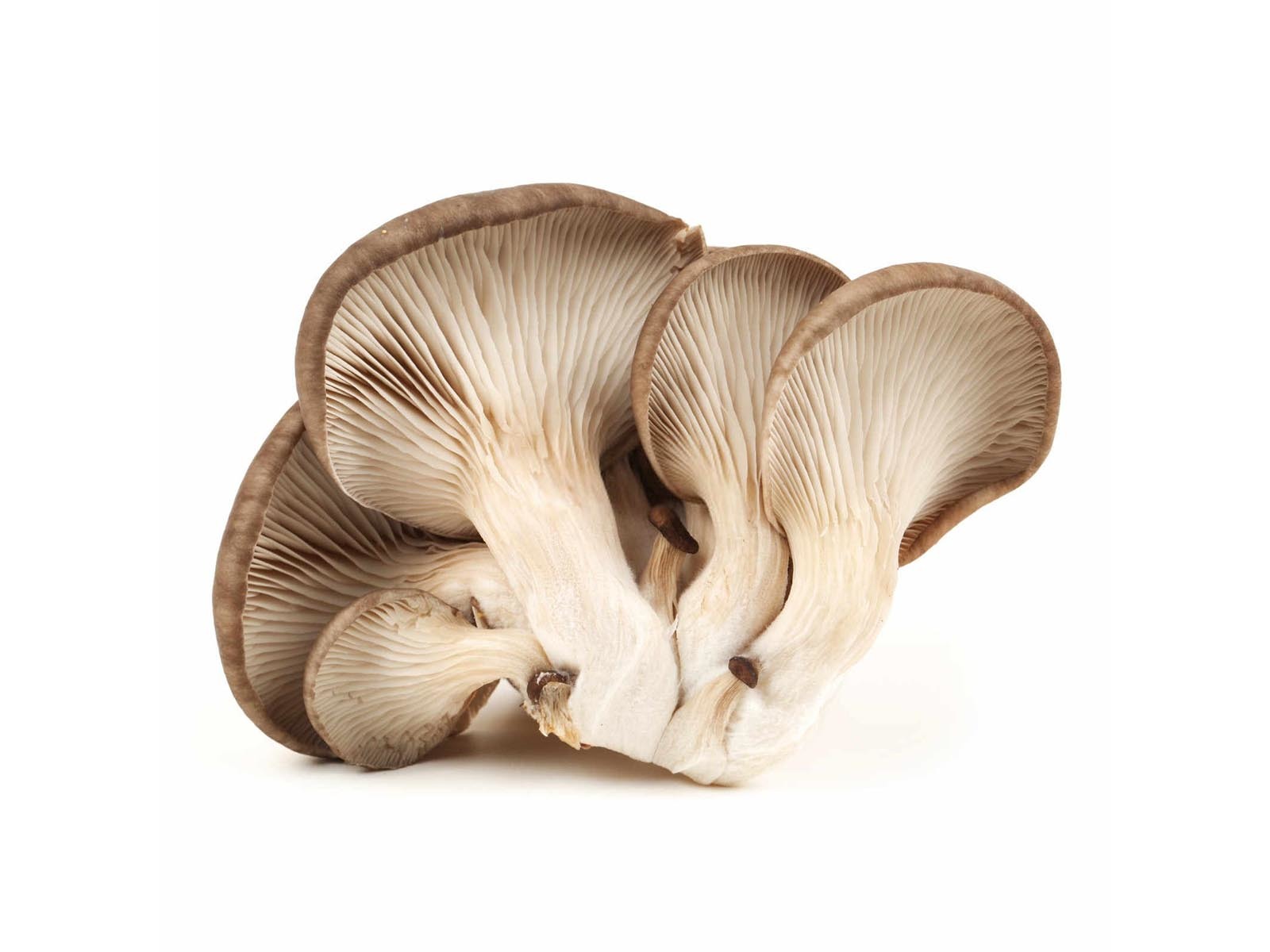 益生元生物肥价格平菇