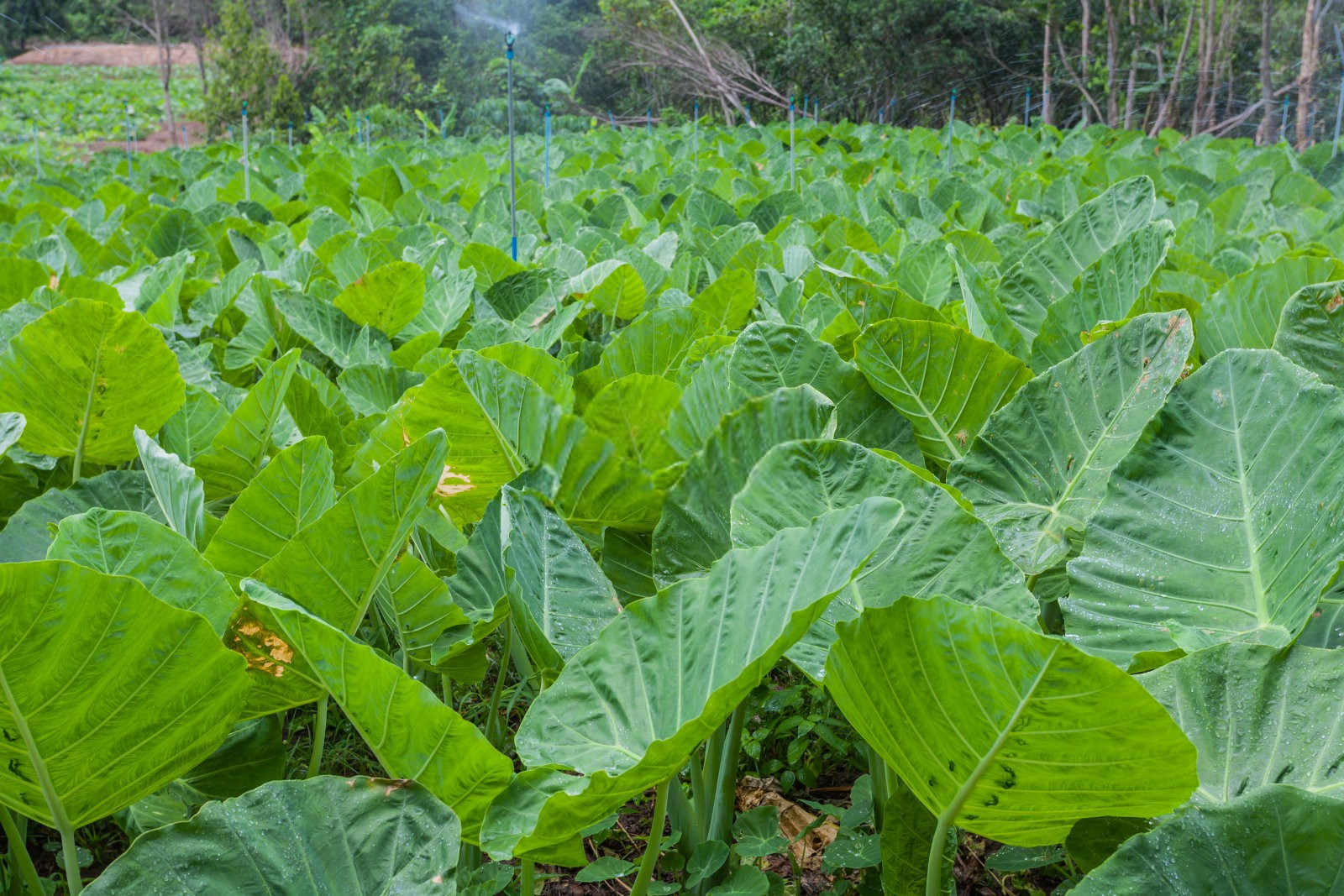 大芋头高效种植秘籍：提升产量的关键点