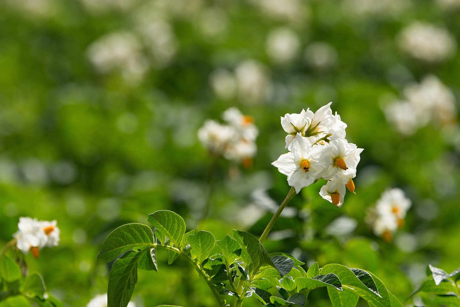 马铃薯立枯丝核菌病怎么办？马铃薯立枯丝核菌病防治