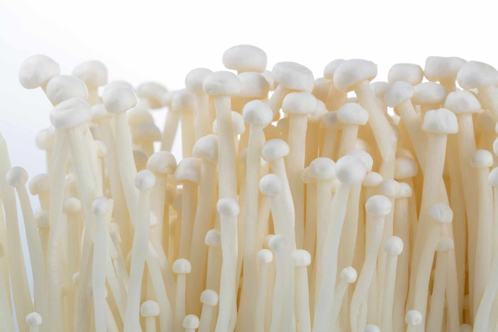 复合微生物肥料代加工企业金针菇