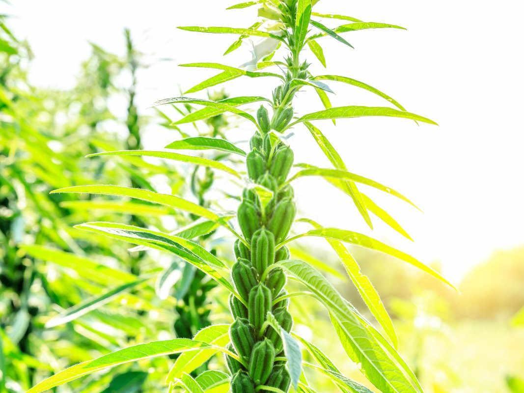 芝麻地膜覆盖种植技术