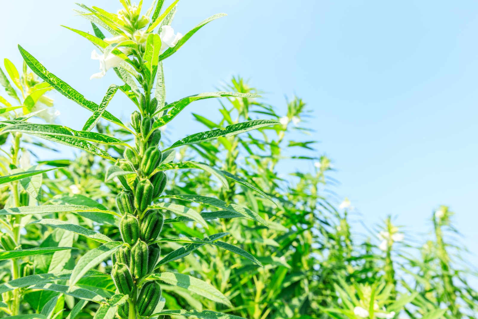 掌握芝麻追肥的艺术：时机与方法？