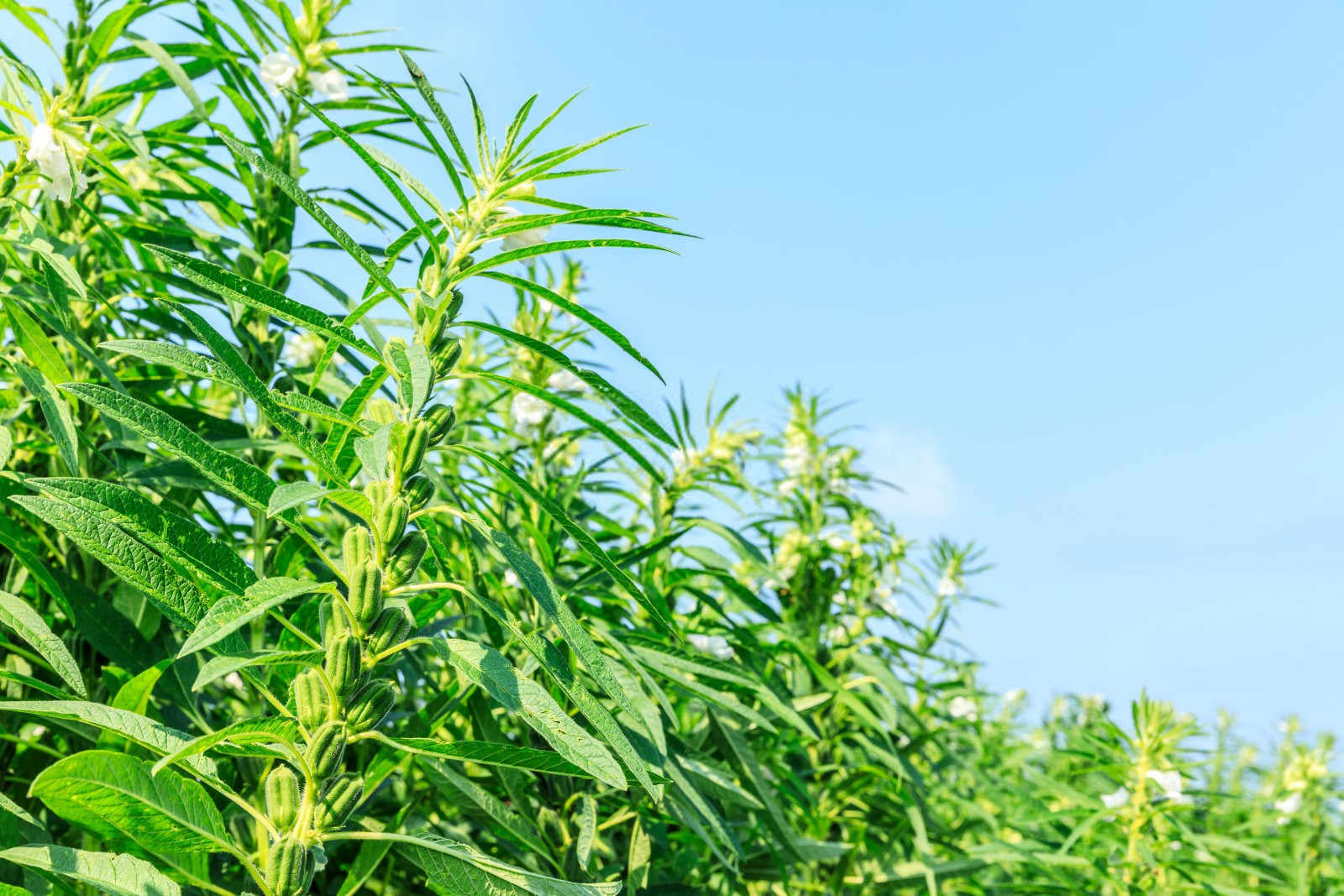 芝麻为什么不能连作重茬？重茬怎么解决