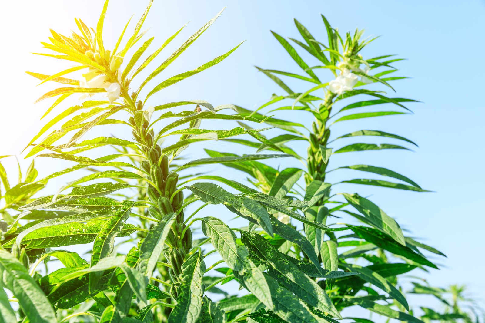 芝麻功效与种植技术全解析