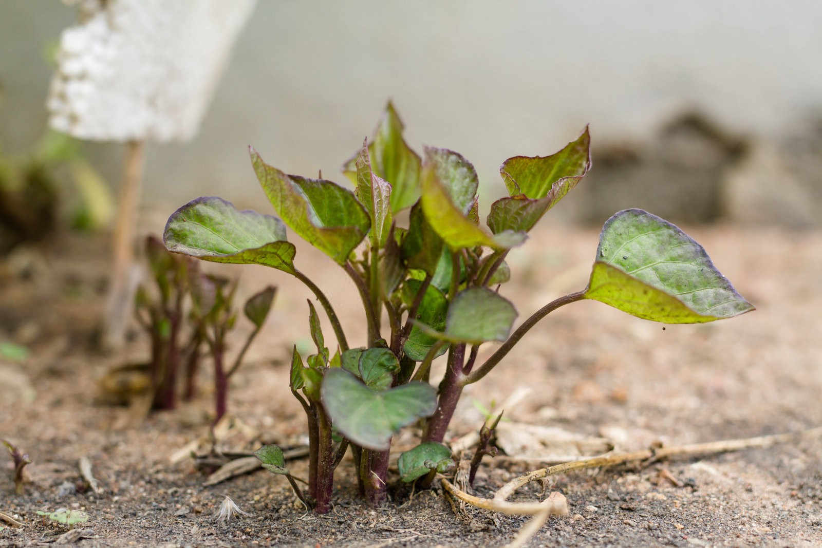 种植红薯每亩地需要施磷肥多少？