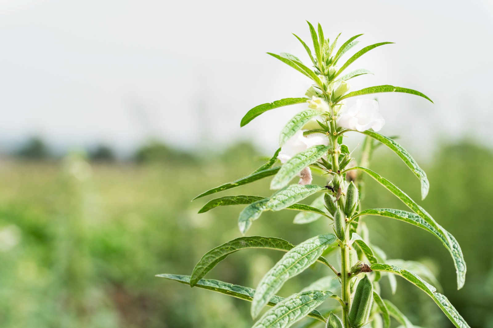 芝麻产地在哪里？如何高产种植