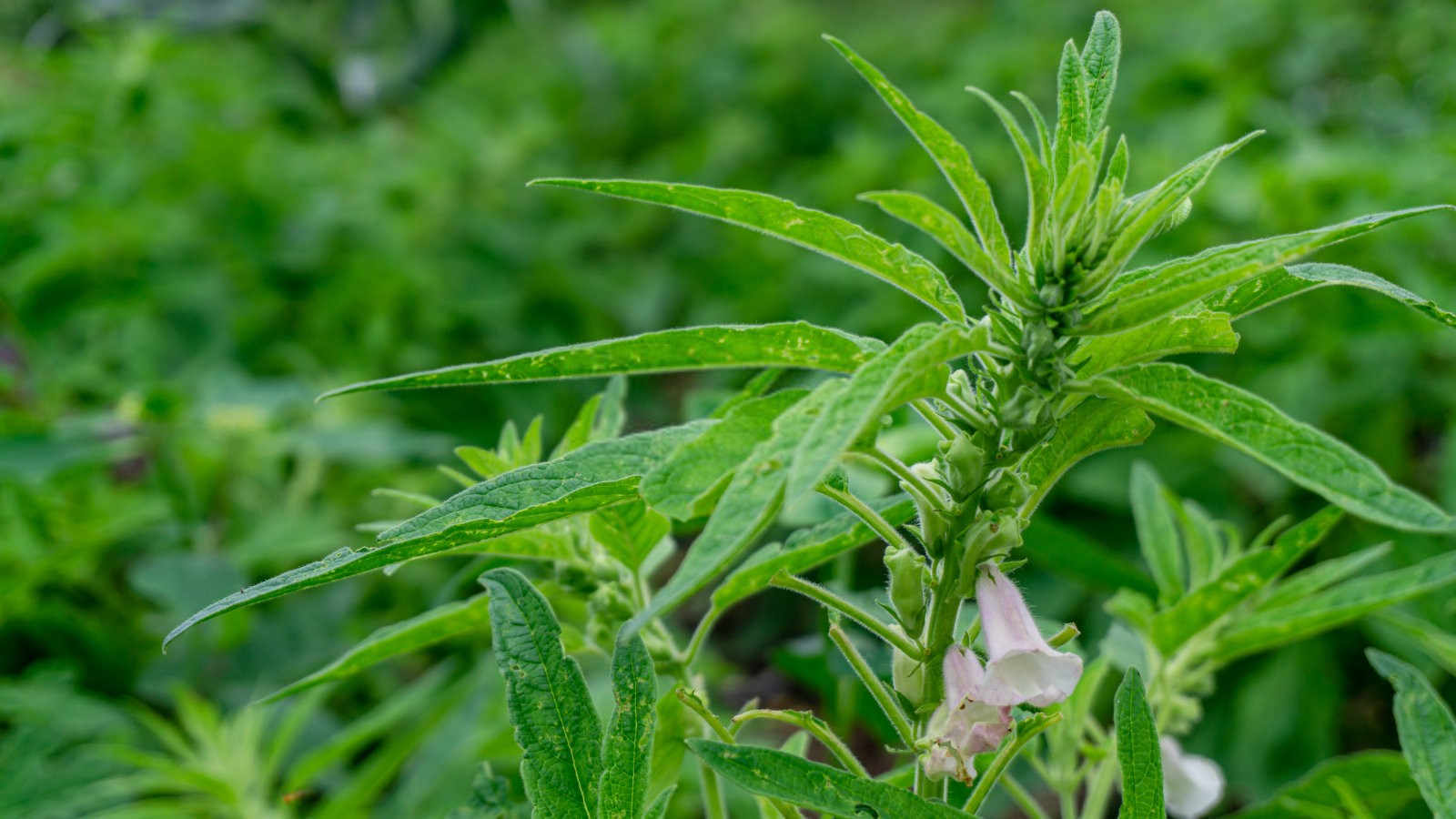 夏芝麻施肥巧法多：提升产量与品质的关键？