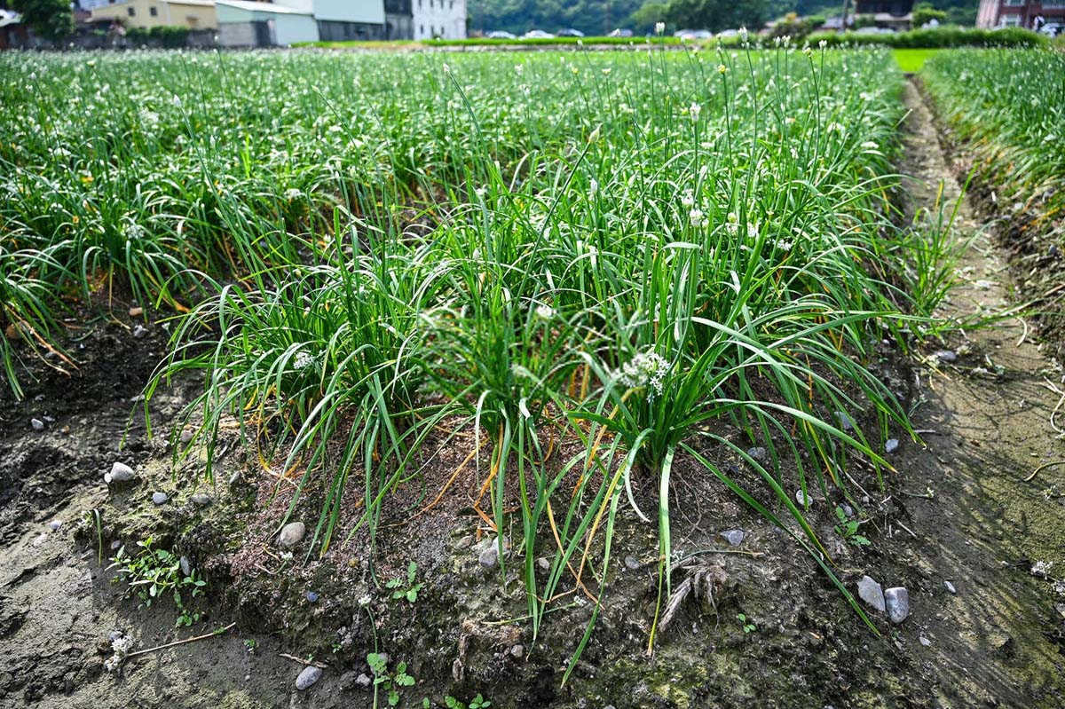 绿意盎然：小葱的水培技术全解析