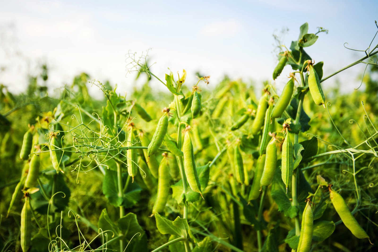 豌豆主要虫害发生特点及其防治方法？