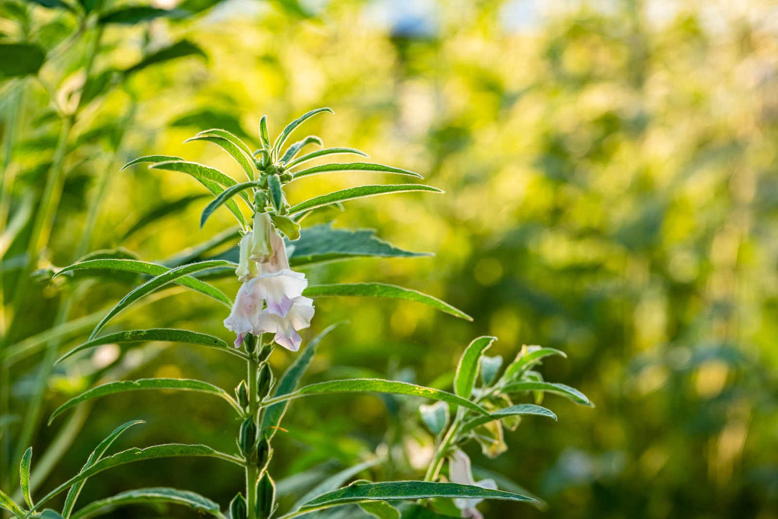 夏季芝麻遭受涝害怎么办，如何有效补救和预防？