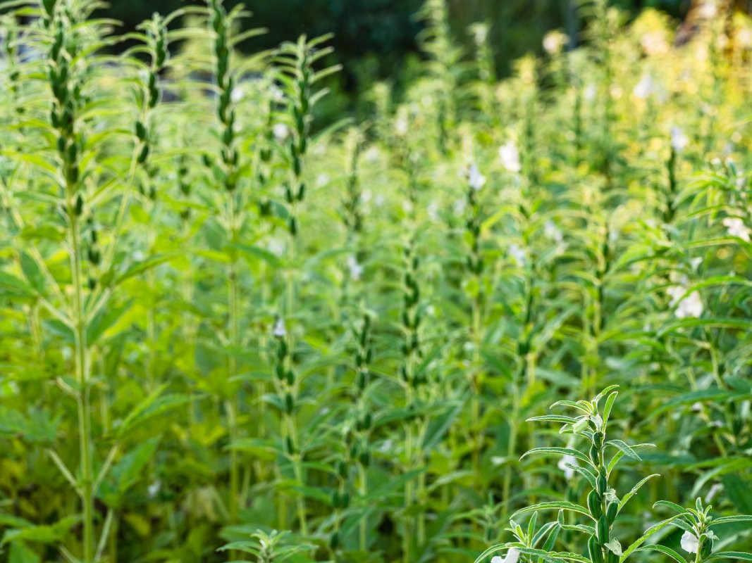 芝麻开花节节高：揭秘最佳打控旺药时机