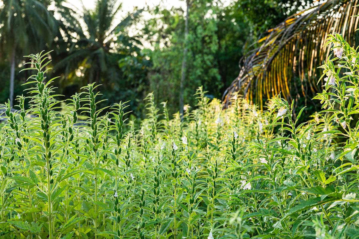 芝麻开门：管理之道助力增收秘籍