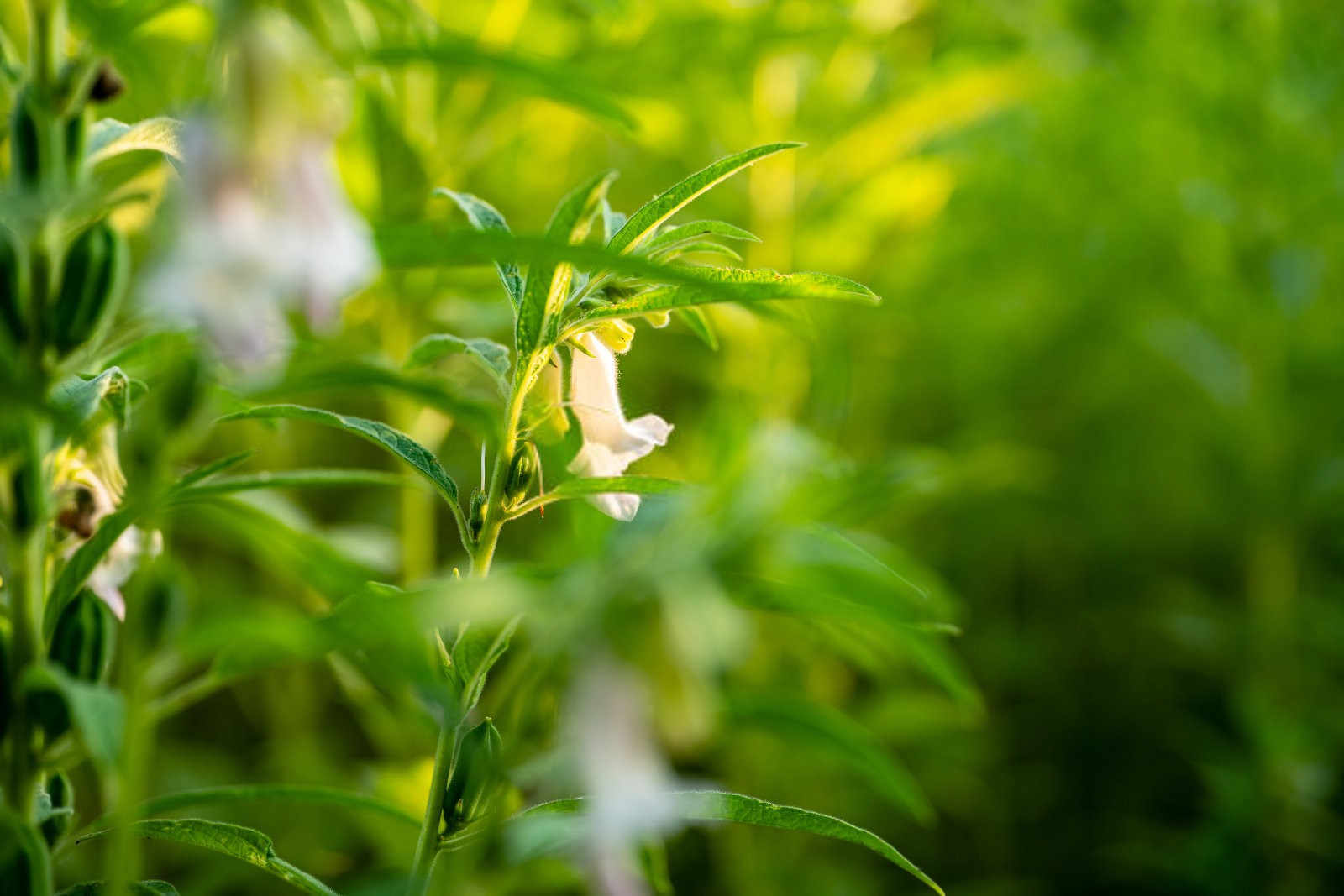 芝麻施肥全攻略：掌握技术要领，收获丰硕果实