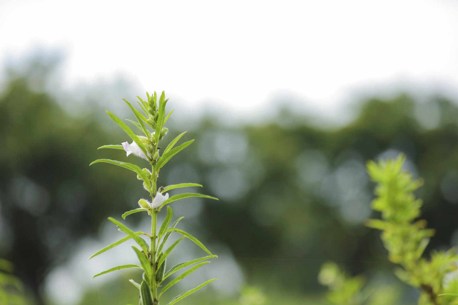 芝麻枯萎病怎么办？芝麻枯萎病防治是关键