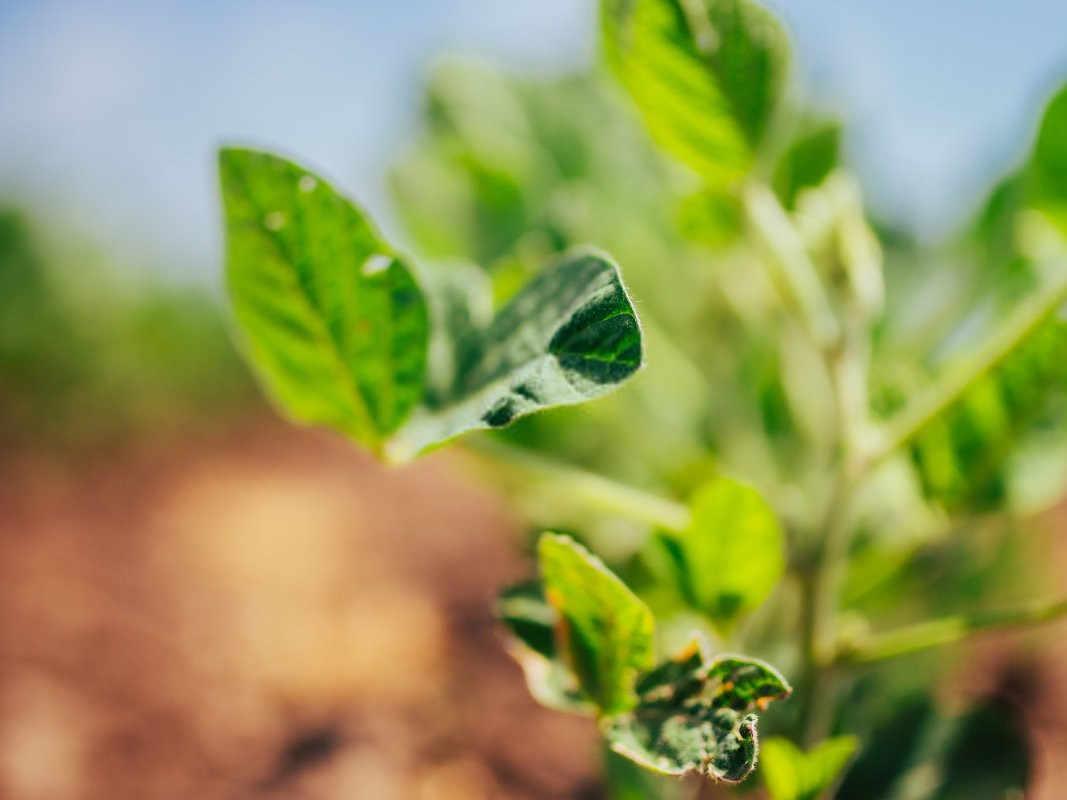 黄豆种植技术与注意事项：从种子到丰收的全过程