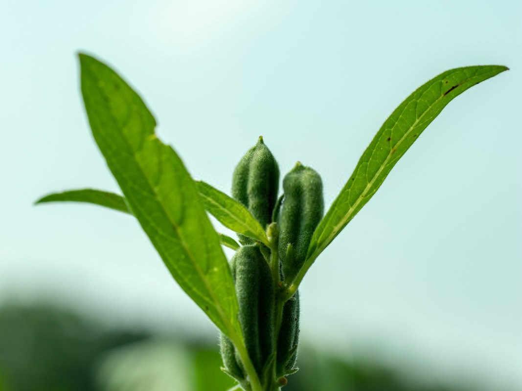 芝麻枯萎病怎么办？芝麻枯萎病防治是关键